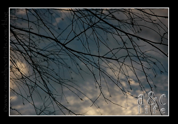 jessetree1-027 jessetree1-027